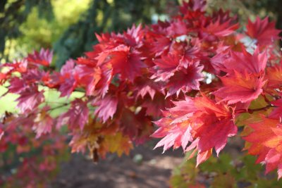 Acer shirasawanum 'Aureum' - javor Shirasawnův -listy podzim